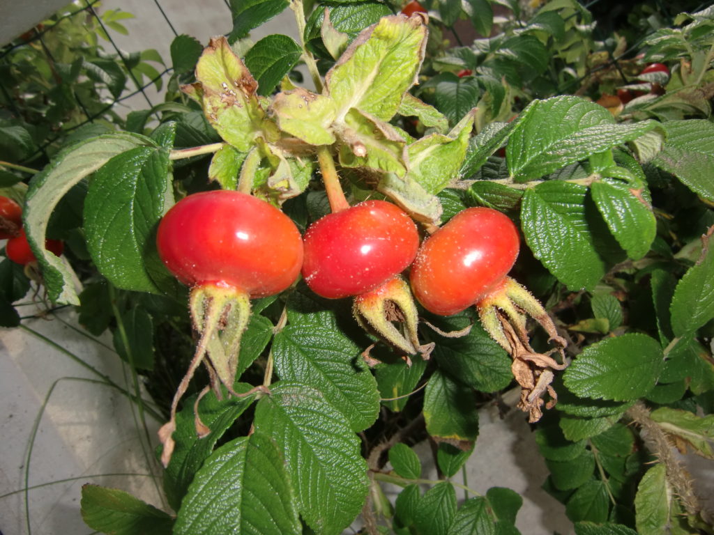Figure 2 – Cynorhodons, rosier non remontant (Rosa rugosa)