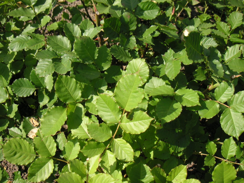 Figure 3 - Feuilles : hêtre ou rosier ? (Claustriaux, 2012)