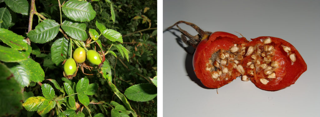 Figure 4 - Cynorrhodon et akènes, Rosa canina (gauche) et Rosa rugosa (droite) (Claustriaux 2012)