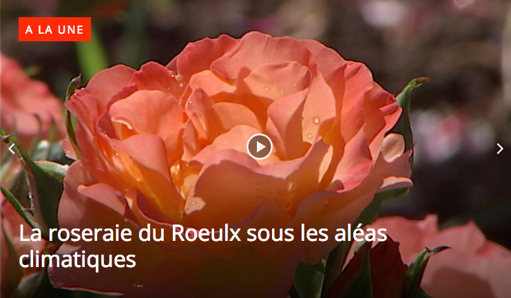 Reportage ACTV : La roseraie du Roeulx sous les aléas climatiques