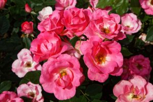 Photos du 54e Concours International de Roses Nouvelles du Roeulx