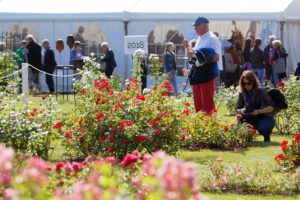 Photos du 56e Concours International de Roses Nouvelles du Roeulx