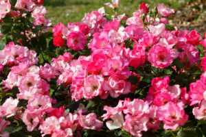 Un Royal Concours International de Roses Nouvelles du Roeulx 2019 réussi !