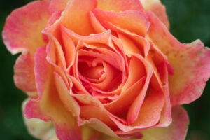 Photos du 45e Concours International de Roses Nouvelles du Roeulx