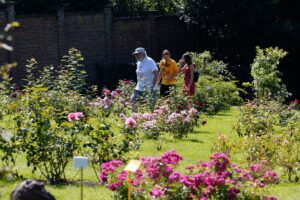 Photos du 58e Concours International de Roses Nouvelles du Roeulx