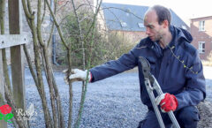 La taille du rosier grimpant