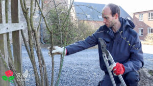 La taille du rosier grimpant