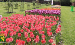 Exposition de tulipes dans la Roseraie du Roeulx