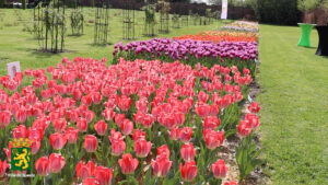 Exposition de tulipes dans la Roseraie du Roeulx