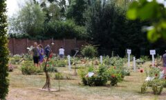 Photos du 59e Concours International de Roses Nouvelles du Roeulx
