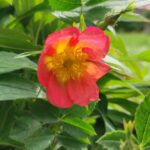 Rosa rubiginosa 'Lady Penzance'