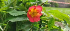 Rosa rubiginosa 'Lady Penzance'