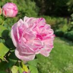 Rosa borboniana 'Honorine de Brabant'