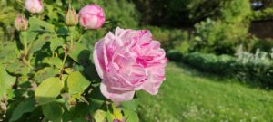 Rosa borboniana 'Honorine de Brabant'