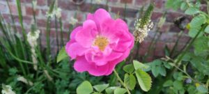 Rosa rubiginosa 'Duplex'