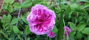 Rosa centifolia 'Tour de Malakoff'