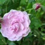 Rosa noisettiana 'Blush Noisette'