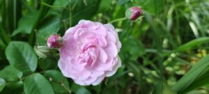 Rosa noisettiana 'Blush Noisette'