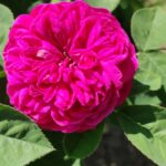 Rosa 'Rose de Resht'