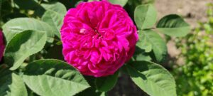 Rosa 'Rose de Resht'