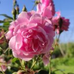 Rosa 'Old Blush China'