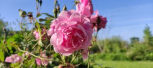 Rosa 'Old Blush China'