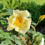 Rosa pimpinellifolia 'Aïcha'