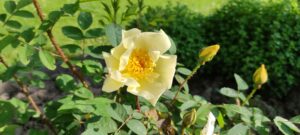 Rosa pimpinellifolia 'Aïcha'