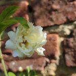 Rosa banksiae lutea