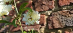 Rosa banksiae lutea