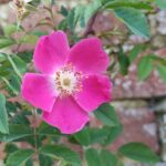 Rosa pendulina pyrenaica