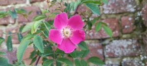 Rosa pendulina pyrenaica