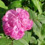 Rosa portlandica 'Jacques Cartier'