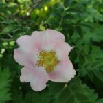 Rosa roxburghii