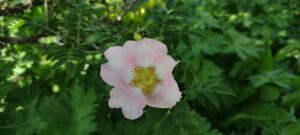 Rosa roxburghii