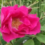 Rosa gallica Officinalis