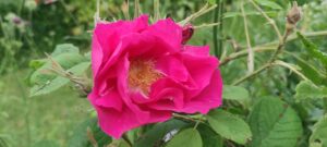 Rosa gallica Officinalis