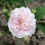 Rosa gallica 'Belle Isis'