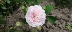 Rosa gallica 'Belle Isis'