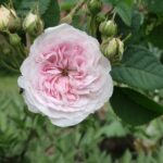 Rosa alba 'Félicité Parmentier'