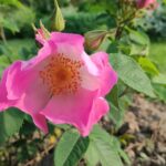 Rosa gallica complicata