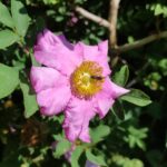 Rosa roxburghii 'Lampion'