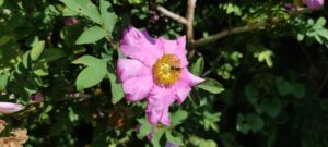 Rosa roxburghii 'Lampion'