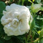 Rosa alba 'Madame Legras de St Germain'