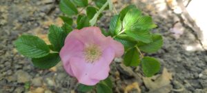 Rosa rugosa 'Frau Dagmar Hastrup'