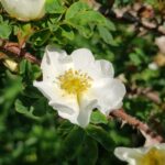 Rosa omiensis f. pteracantha