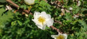 Rosa omiensis f. pteracantha