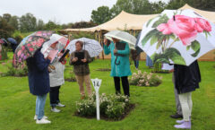 Photos du 60e Concours International de Roses Nouvelles du Roeulx