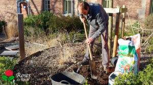 Plantation d'un rosier en conteneur