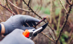 Atelier “Apprenez à tailler les rosiers !” – mercredi 19 février 2025